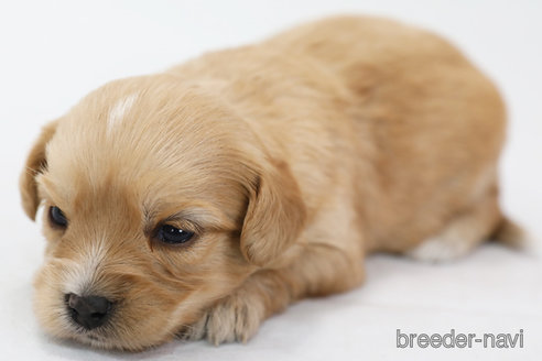 成約済の神奈川県のミックス犬-310939の2枚目